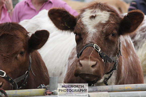North Yorkshire County Show 009