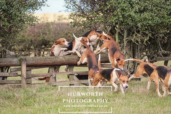 Hurworth Hunt 24