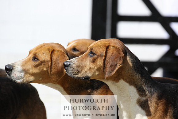 Hurworth Hunt Puppy Show 018