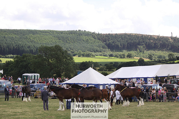 2013 Osmotherley Show 121