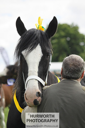 North Yorkshire County Show 095