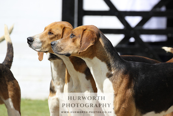 Hurworth Hunt Puppy Show 017