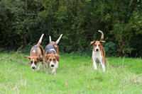 Hurworth Hunt 1