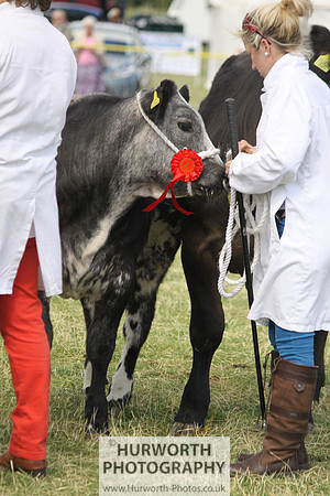 2013 Osmotherley Show 206