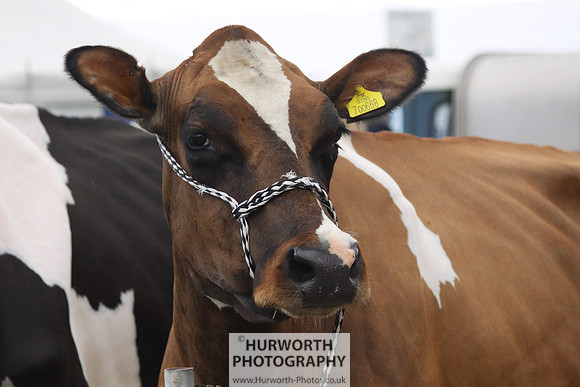 North Yorkshire County Show 010