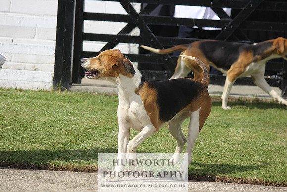 Hurworth Hunt Puppy Show 088