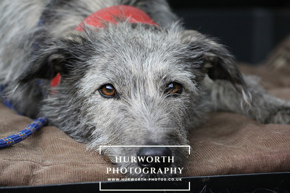 Hurworth Hunt 201
