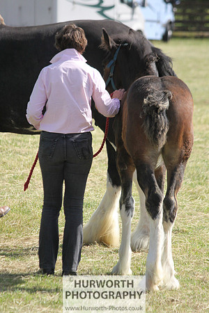 2013 Osmotherley Show 325