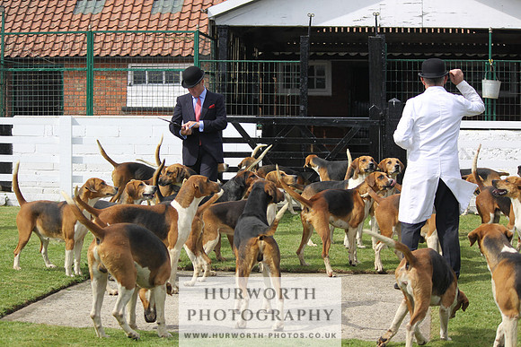 Hurworth Hunt Puppy Show 137