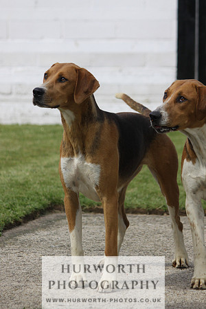Hurworth Hunt Puppy Show 054