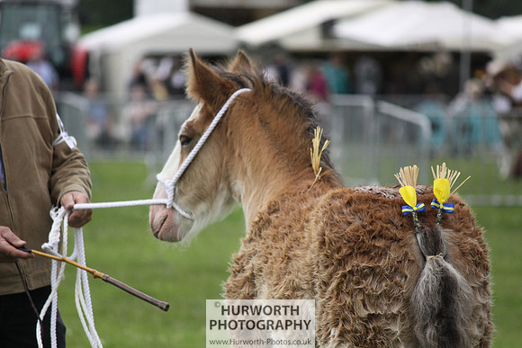 North Yorkshire County Show 108