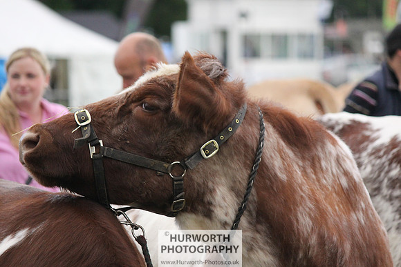 North Yorkshire County Show 007