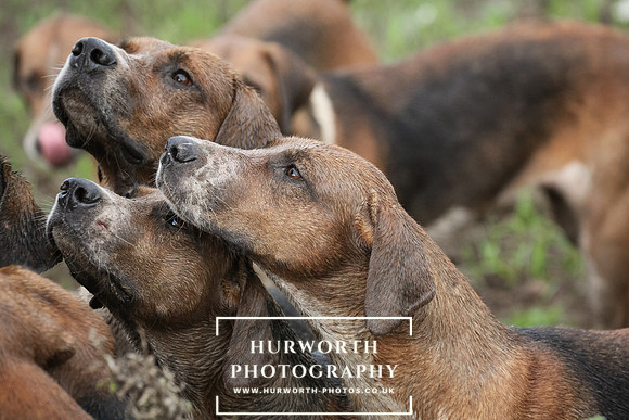 Hurworth Hunt 172