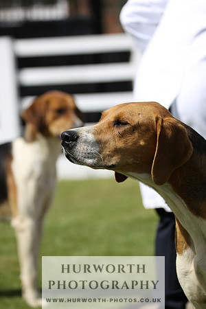 Hurworth Hunt Puppy Show 030