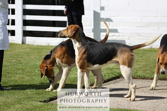 Hurworth Hunt Puppy Show 031