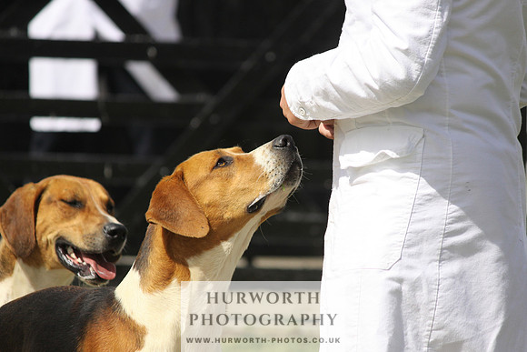 Hurworth Hunt Puppy Show 037
