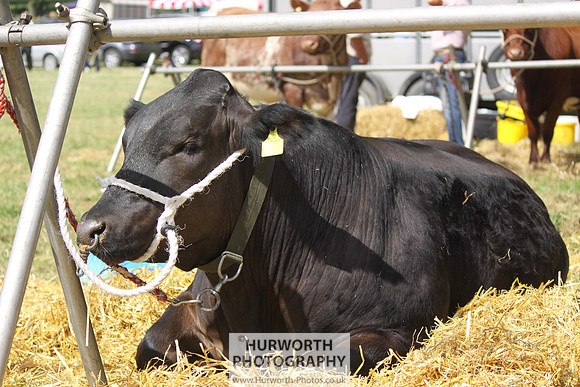 2013 Osmotherley Show 105