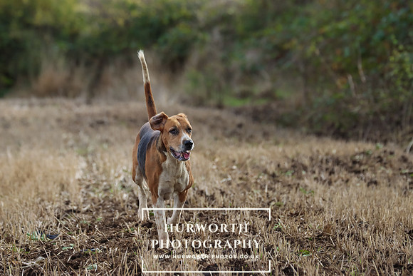 Hurworth Hunt 17
