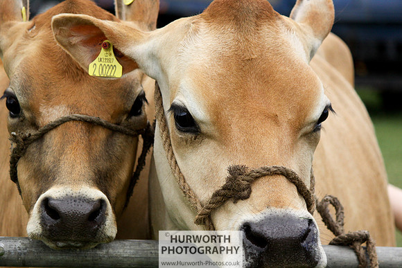 North Yorkshire County Show 017