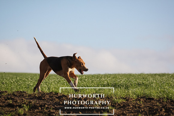 Hurworth Hunt 093