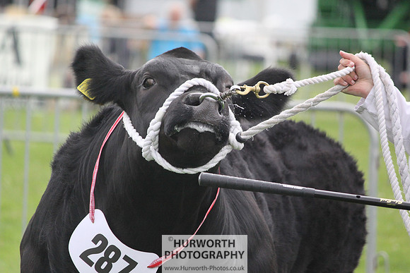 North Yorkshire County Show 134