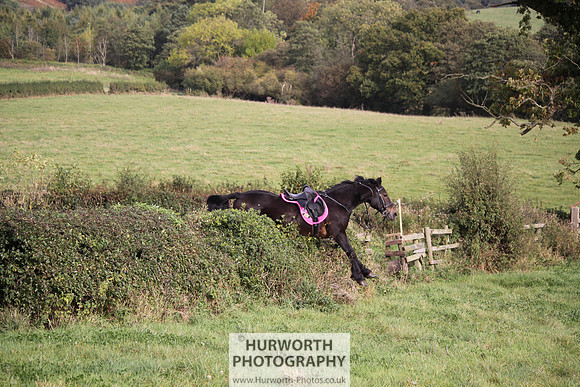 Hurworth Bilsdale Hedge Hop 664