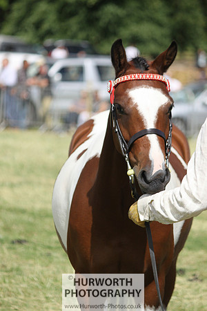2013 Osmotherley Show 249