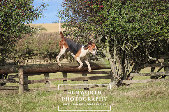 Hurworth Hunt 34