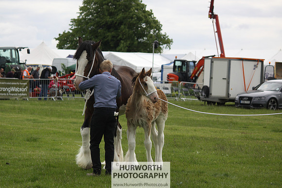 North Yorkshire County Show 117