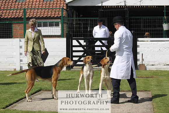 Hurworth Hunt Puppy Show 033