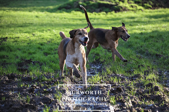 Hurworth Hunt 068