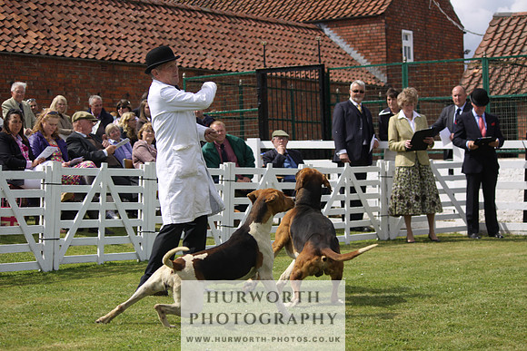Hurworth Hunt Puppy Show 108
