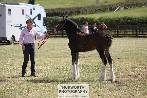 2013 Osmotherley Show 326