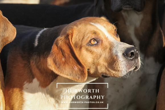 Hurworth Hunt 019