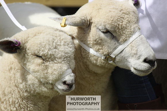 North Yorkshire County Show 171