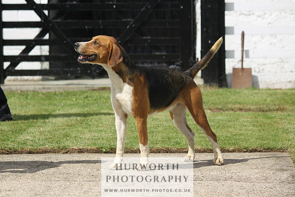 Hurworth Hunt Puppy Show 078