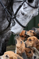 Horse & Hound Kisses