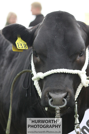 North Yorkshire County Show 129