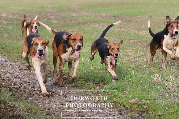 Hurworth Hunt 382