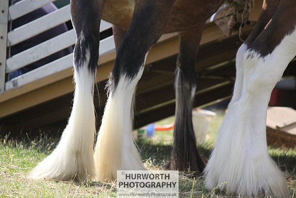 2013 Osmotherley Show 271
