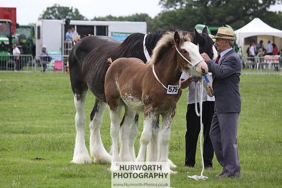 North Yorkshire County Show 146
