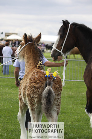 North Yorkshire County Show 060