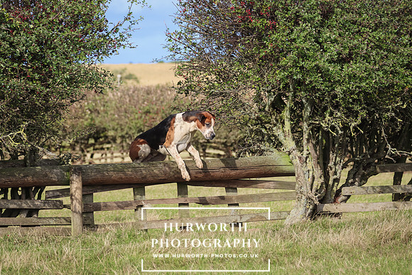 Hurworth Hunt 32