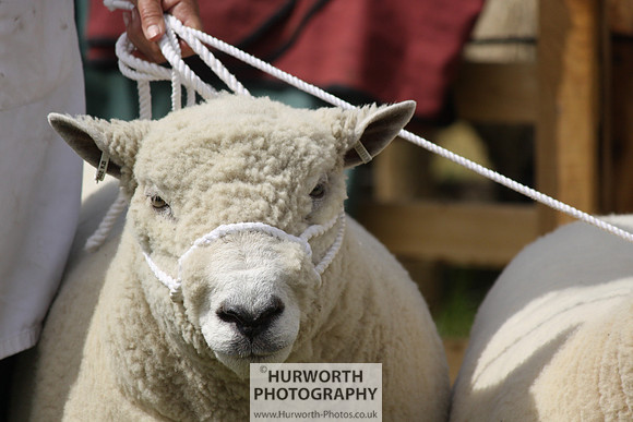 North Yorkshire County Show 172