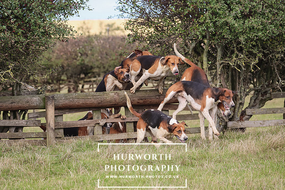 Hurworth Hunt 16