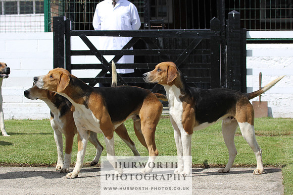 Hurworth Hunt Puppy Show 015