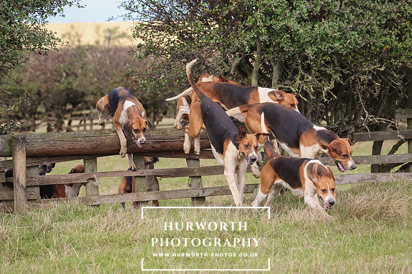 Hurworth Hunt 20