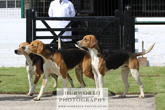 Hurworth Hunt Puppy Show 014