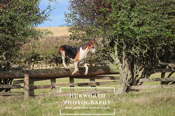 Hurworth Hunt 33