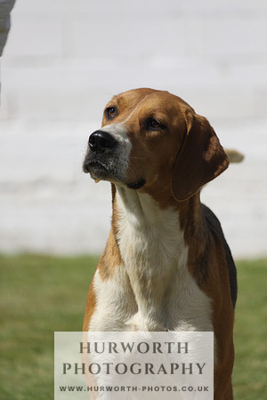 Hurworth Hunt Puppy Show 064